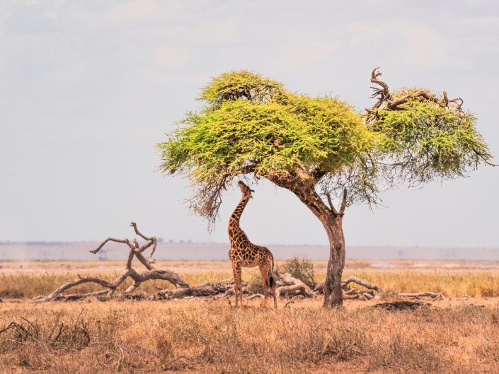 Photos of Giraffes – Print and Photo Gallery