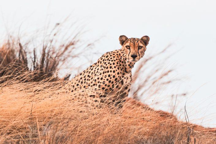 Photo of cheetah on the rock. Buy a canvas, framed or acrylic fine art print.