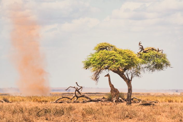 Photo of A Giraffe and a dust devil in Amboseli National Park. Buy a canvas, framed or acrylic fine art print.