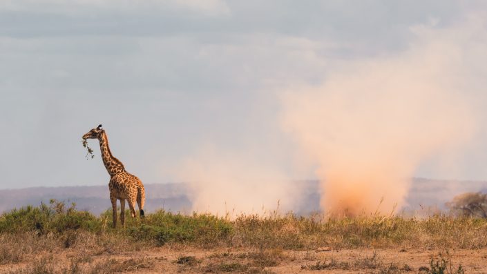 Giraffe and a dust devil in Amboseli National Park. Buy a canvas, framed or acrylic fine art print.