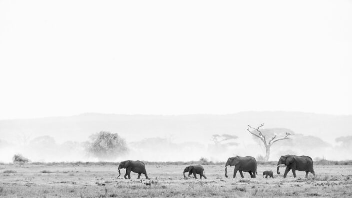 Black & white photo of African elephants