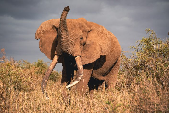 Craig - one of the rare big tuskers elephants, Amboseli National Park, Kenya. Buy a canvas, framed or acrylic fine art print.