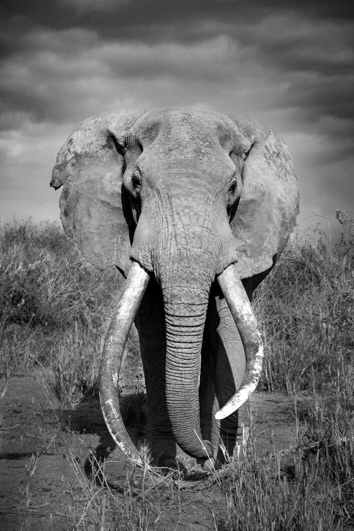Black & white photo of African elephant
