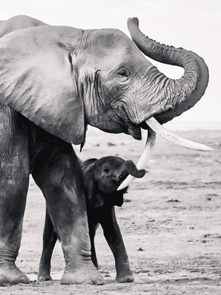 Black & white photo of African elephants