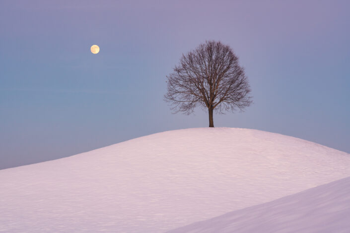 Winter snowy landscape with single tree and full moon in Switzerland. Buy a canvas, framed or acrylic fine art print.