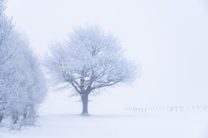 Winter in Switzerland - frost on trees and snow. Buy a canvas, framed or acrylic fine art print.