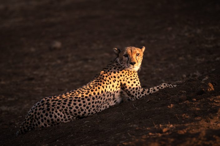 Photo of cheetah at sunset. Buy a canvas, framed or acrylic fine art print.