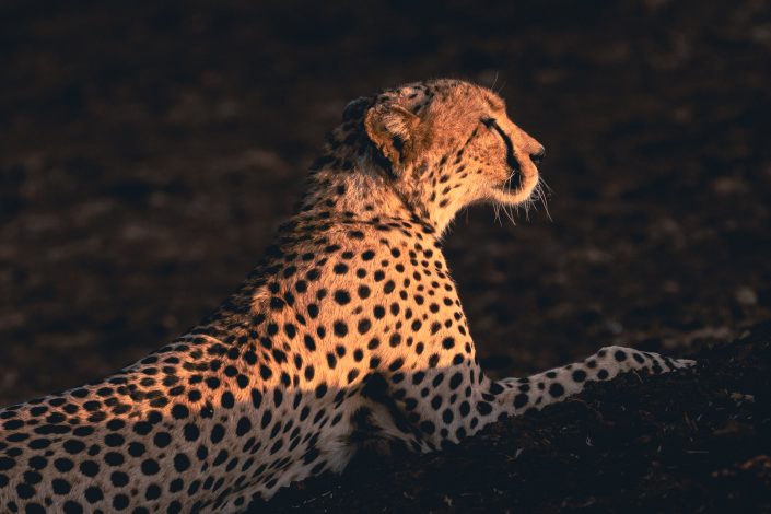 Photo of cheetah at sunset. Buy a canvas, framed or acrylic fine art print.