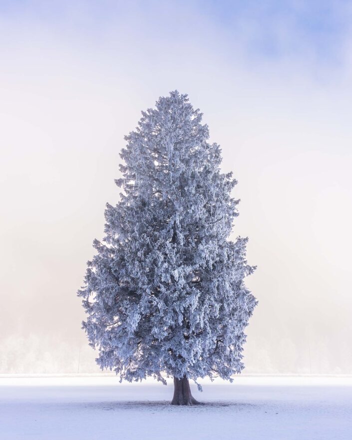 Tree covered in Frost with misty background in Switzerland. Buy a canvas, framed or acrylic fine art print.