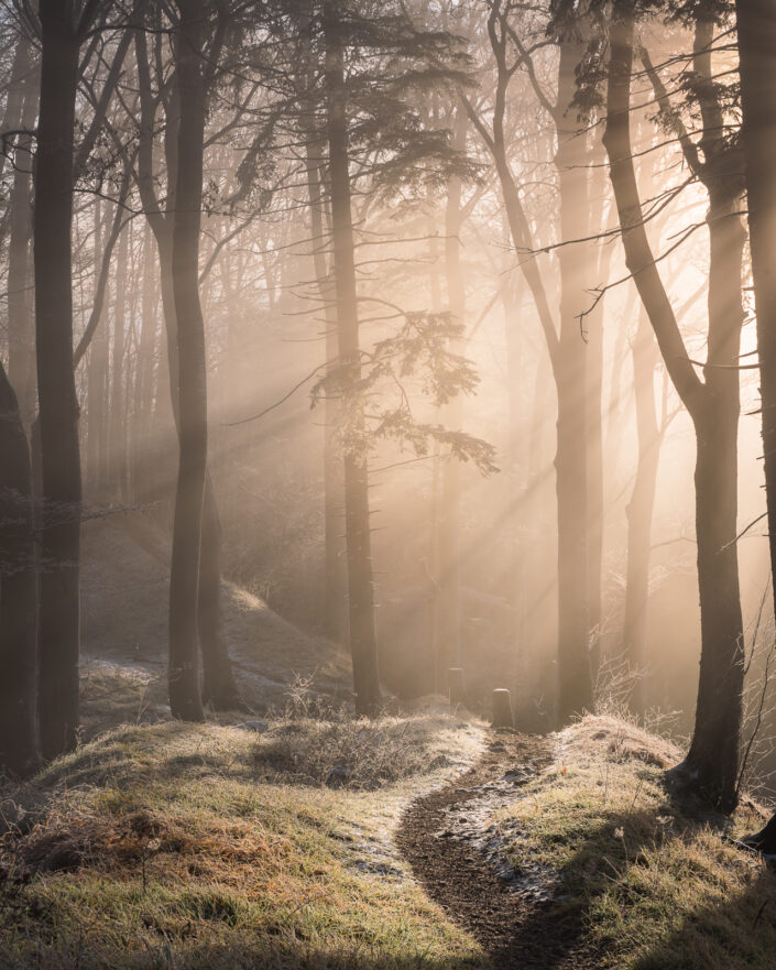 Foggy morning in a forest with light trails, Switzerland. Buy a canvas, framed or acrylic fine art print.