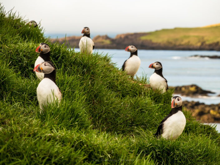 Puffins in Iceland. Buy a canvas, framed or acrylic fine art print.