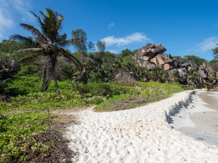 Beautiful white beach and palm trees in Seychelles. Buy a canvas, framed or acrylic fine art print.