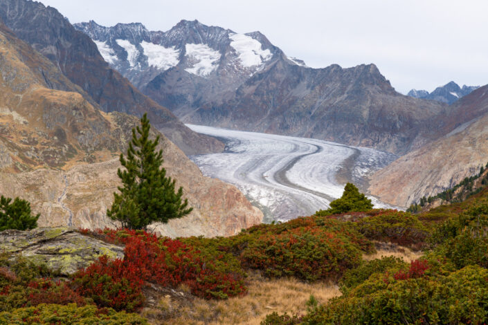 Autumn at Aletsch Glacier (longest glacier in Europe) and colorful flora