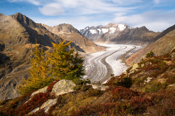 Beautiful autumn scene at Aletsch Glacier (longest glacier in Europe) with colorful flora. Buy a canvas, framed or acrylic fine art print.