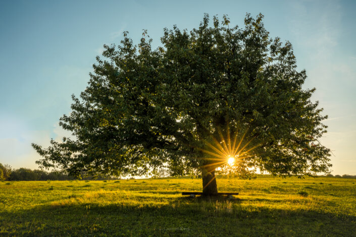 Sunstar and the large tree in spring in Switzerland. Buy a canvas, framed or acrylic fine art print.