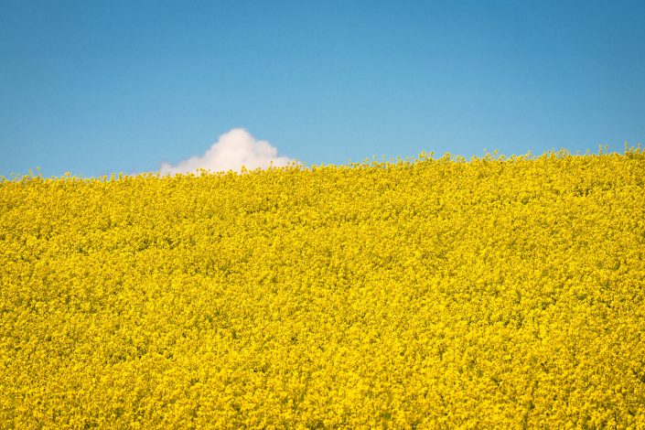Yellow rapeseed field and a blue sky with one single cloud. Buy a canvas, framed or acrylic fine art print.