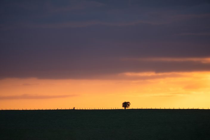 Lonely tree on a horizon at the sunset. Buy a canvas, framed or acrylic fine art print.