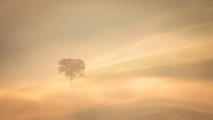 Morning mist and a lonely tree bathed in golden morning sun in Tuscany, Italy. Buy a canvas, framed or acrylic fine art print.