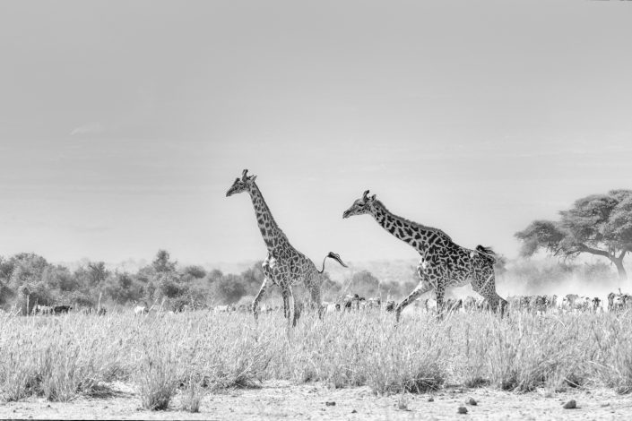 Black and white photo of two giraffes running. Buy a canvas, framed or acrylic fine art print.