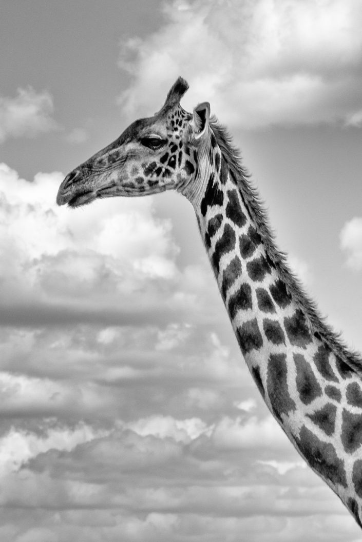 Black and white portrait photo of a giraffe. Buy a canvas, framed or acrylic fine art print.