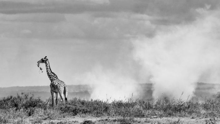 Black and white photo of a giraffe. Buy a canvas, framed or acrylic fine art print.