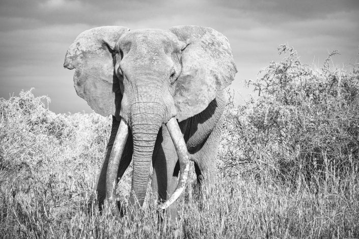 Black and white photo of Craig - the biggest elephant in the Amboseli National Park. Buy a canvas, framed or acrylic fine art print.