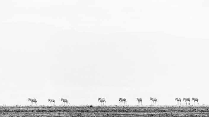 Black and white photo of zebra in the Amboseli National Park on a hot day. Buy a canvas, framed or acrylic fine art print.