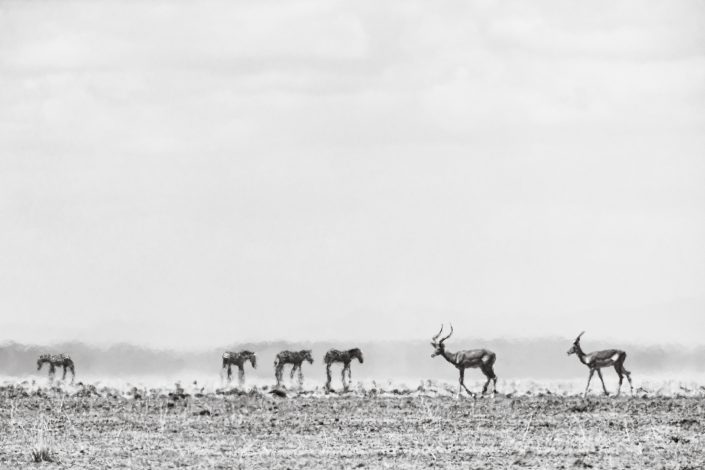 Black and white photo of animals in the Amboseli National Park on a hot day. Buy a canvas, framed or acrylic fine art print.