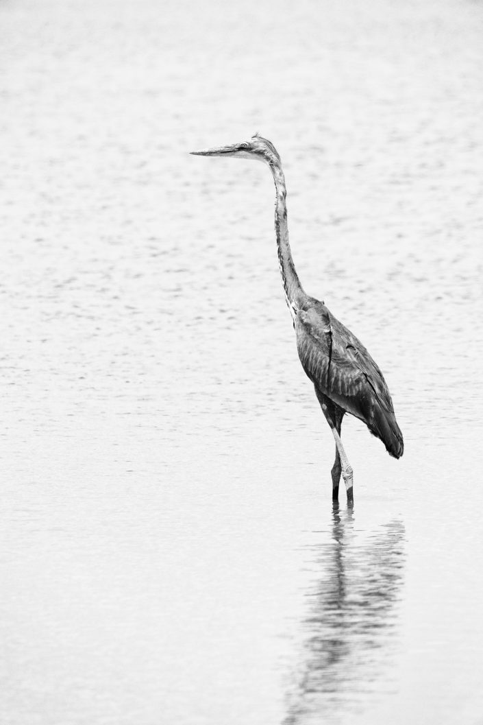African bird staying in water in the Amboseli National Park. Buy a canvas, framed or acrylic fine art print.