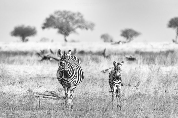Black and white photo of a Young zebra and its mum. Buy a canvas, framed or acrylic fine art print.