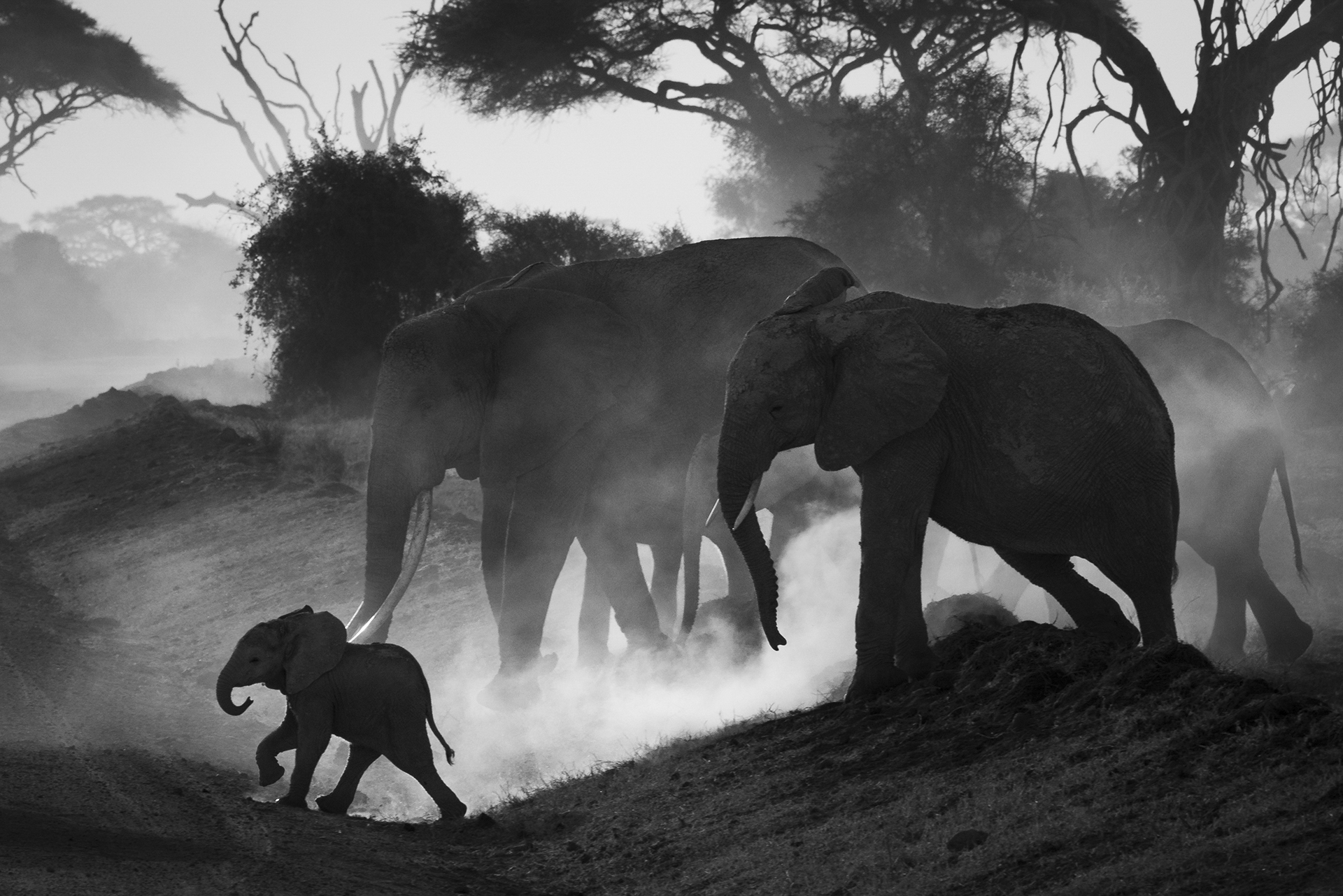 The Journey Award Winning Photo of a small elephant leading elephant family through the road of Amboseli National Park. Buy a canvas, framed or acrylic fine art print.