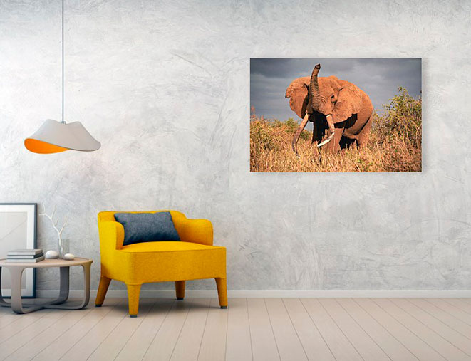 Acrylic print example of Craig, the big tusker elephant. Photos of elephants