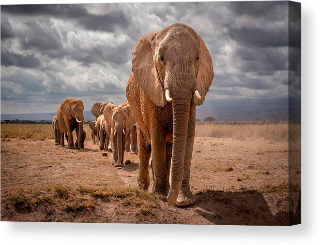 Canvas print example of elephant family. Photos of elephants. African wildlife photography.