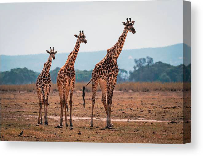 Canvas print example of three giraffes standing together. Photos of giraffes.