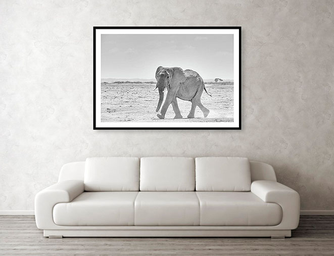 Framed print example of elephant walking in Africa.